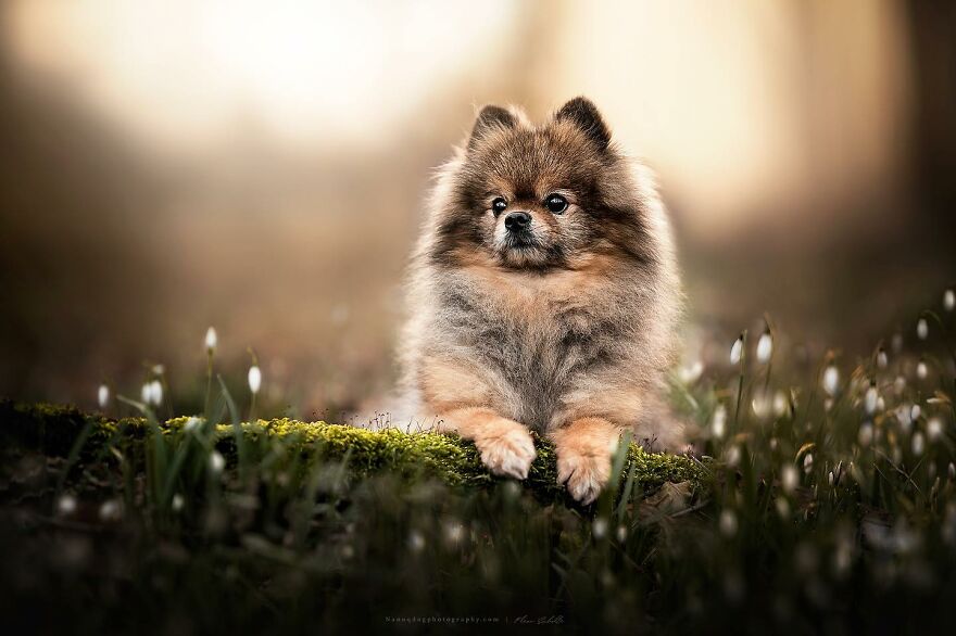 Dutch Dogs Posing In The Netherlands