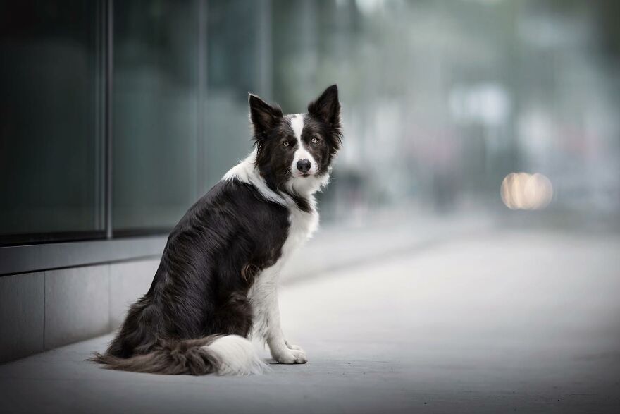 Dutch Dogs Posing In The Netherlands