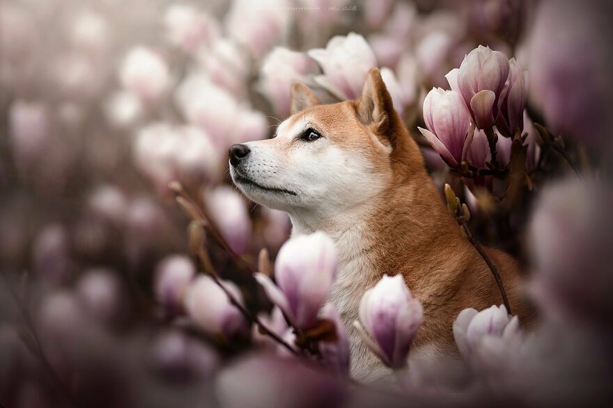 Dutch Dogs Posing In The Netherlands