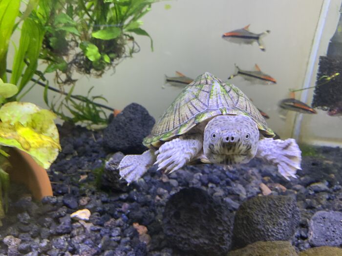 Arthur The Tank Scenery Destroyer Says Hello