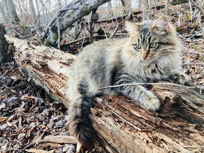My Little Boy Twig, Who Used To Be The Skinniest Young Cat I’ve Ever Seen