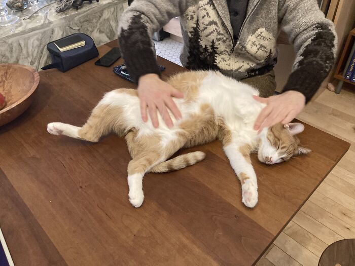 From Abused Stray To Love Muffin Who Must Have Rubs, And It Only Took 6 Months To Get There