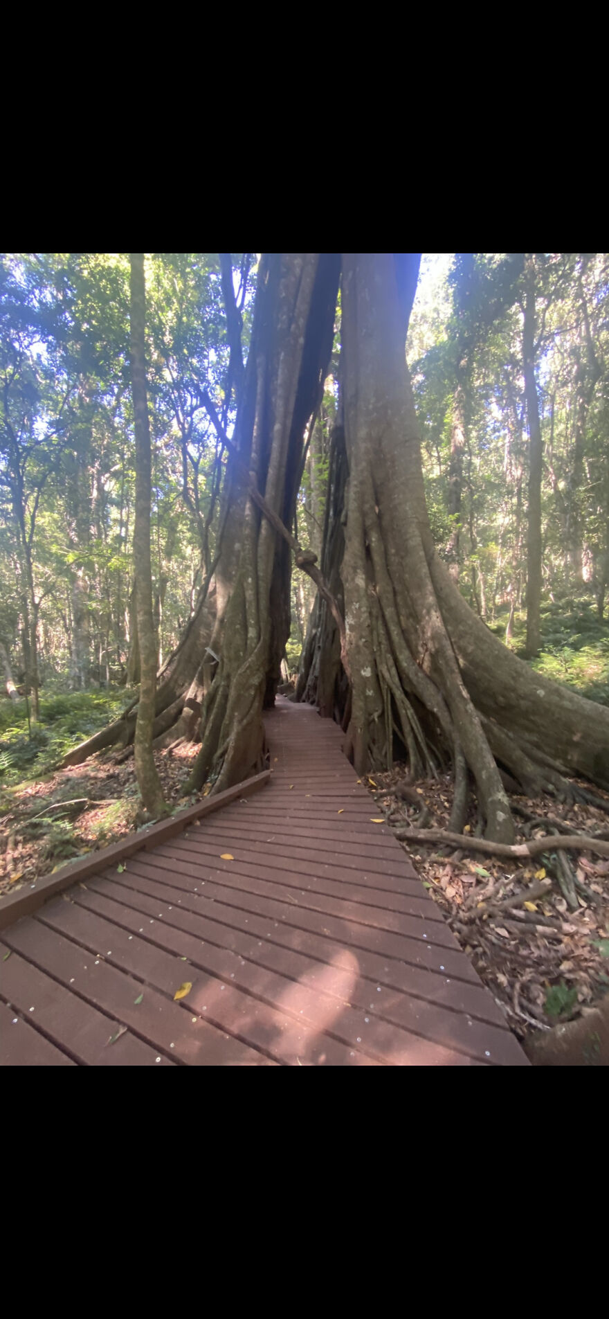 Why Walk Around When You Can Walk Through A Tree