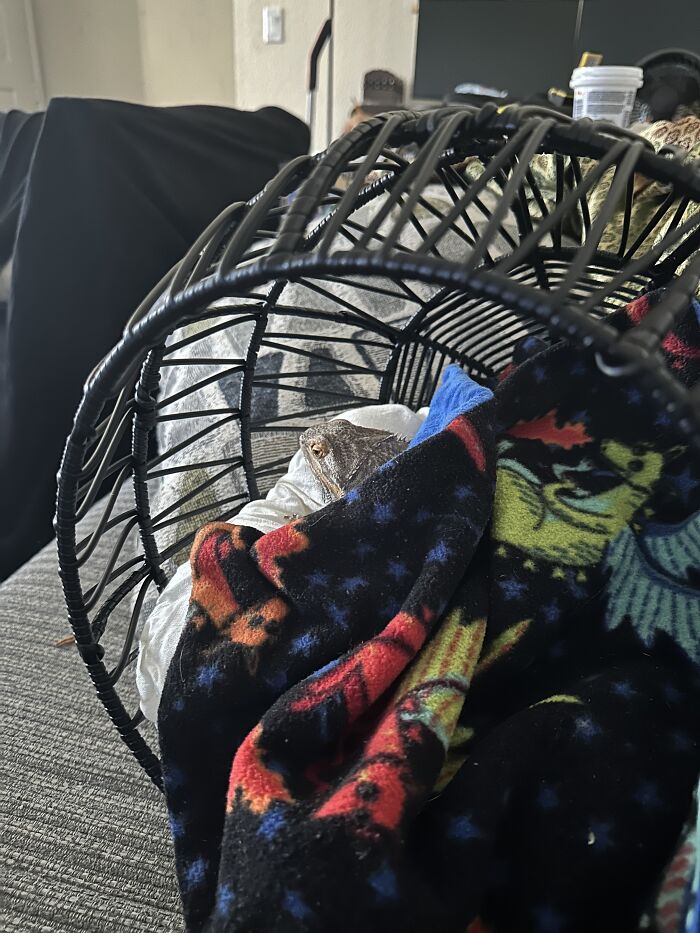 Just Bought A House. She Got A Hanging Hammock For Porch And Doesn’t Want To Leave It. Happy Valentine’s Day, Urbosa!!!