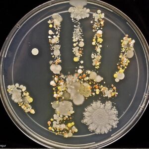 tiffanysauter avatar