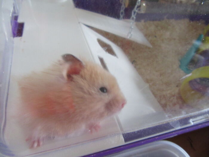 My Pet,bobo, Squised