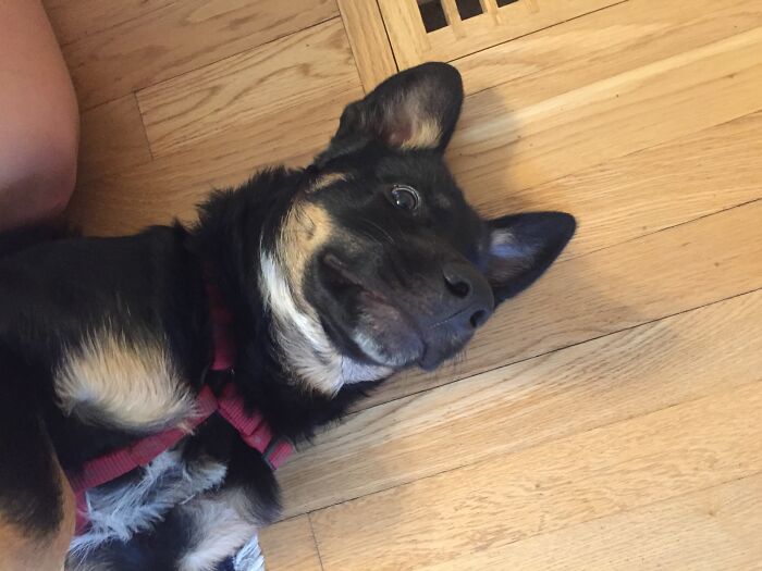 Louis With The Crazy Eyes And Silly Smile