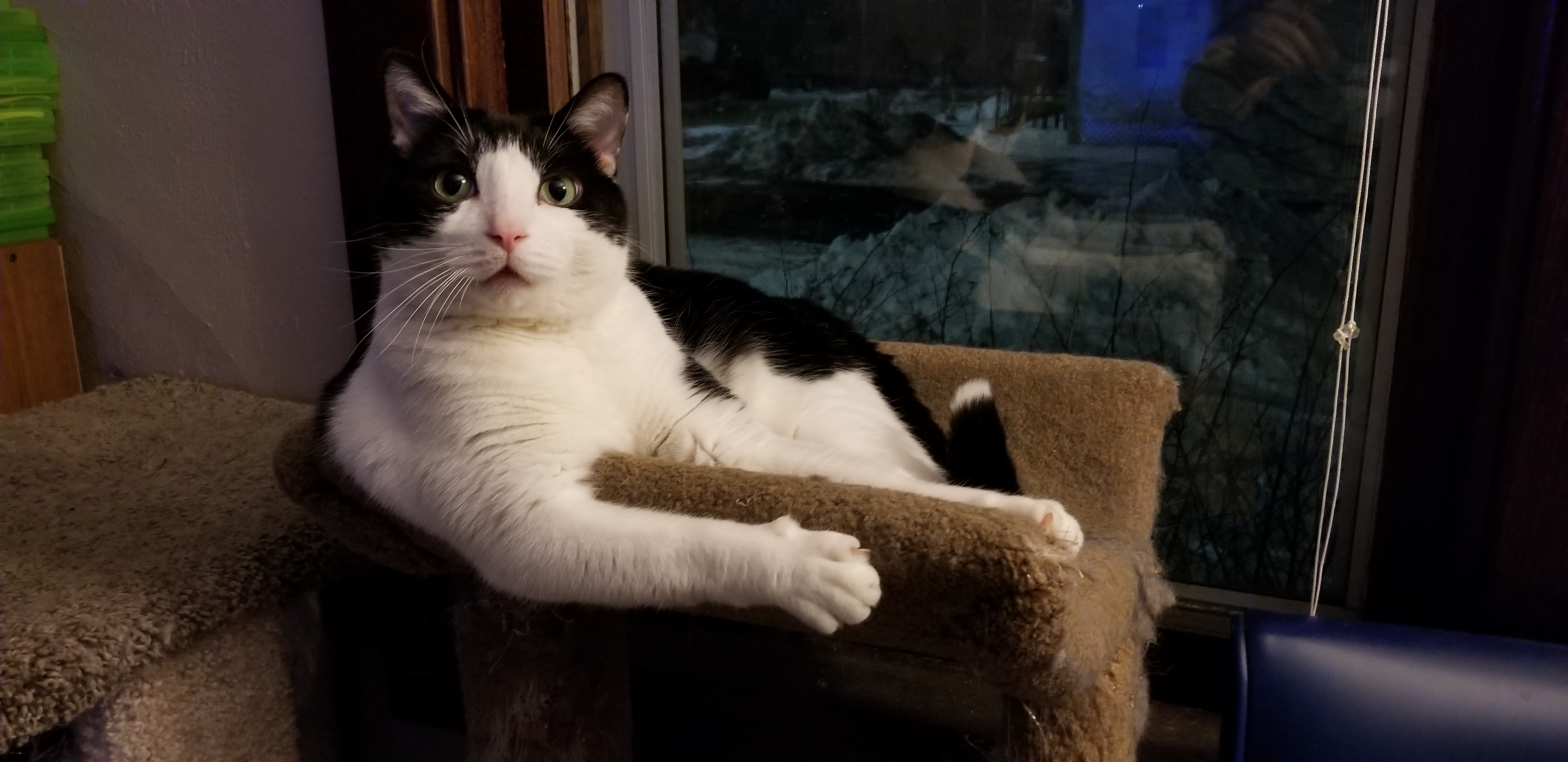 Hey Pandos! What’s Your Favorite Picture Of Your Cats?*