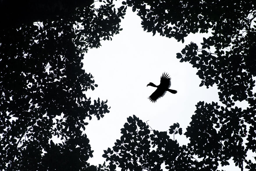 I Took Unique Photos Of Great Hornbills In India (8 Pics)