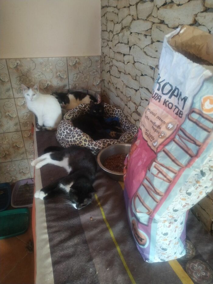 These People In Ukraine Have Dedicated Their Lives To Helping Unfortunate Animals All Across Their Country