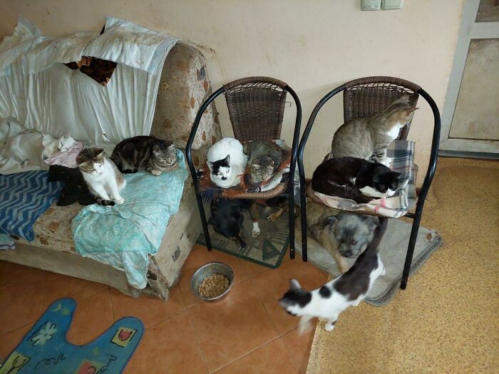 These People In Ukraine Have Dedicated Their Lives To Helping Unfortunate Animals All Across Their Country