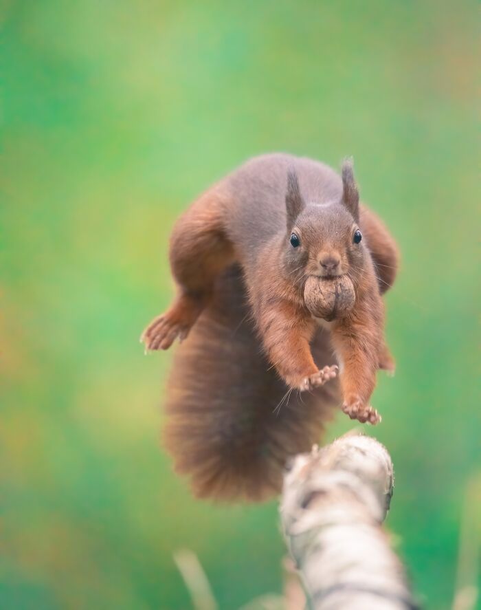 I Photograph Red Squirrels With Special Gymnastic Abilities And These Are My Best Shots
