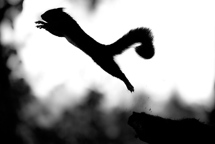 I Photograph Red Squirrels With Special Gymnastic Abilities And These Are My Best Shots