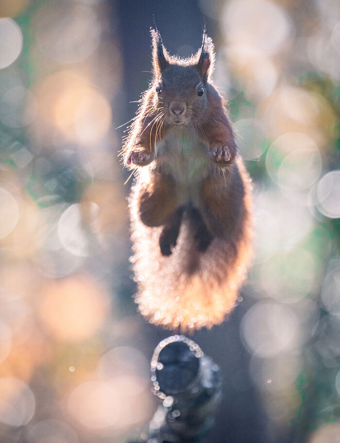 I Photograph Red Squirrels With Special Gymnastic Abilities And These Are My Best Shots