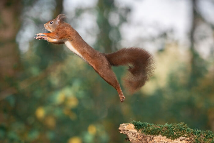I Photograph Red Squirrels With Special Gymnastic Abilities And These Are My Best Shots