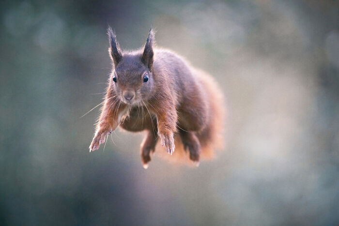 I Photograph Red Squirrels With Special Gymnastic Abilities And These Are My Best Shots