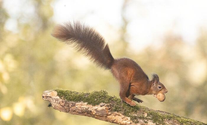 I Photograph Red Squirrels With Special Gymnastic Abilities And These Are My Best Shots