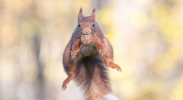 I Photograph Red Squirrels With Special Gymnastic Abilities And These Are My Best Shots