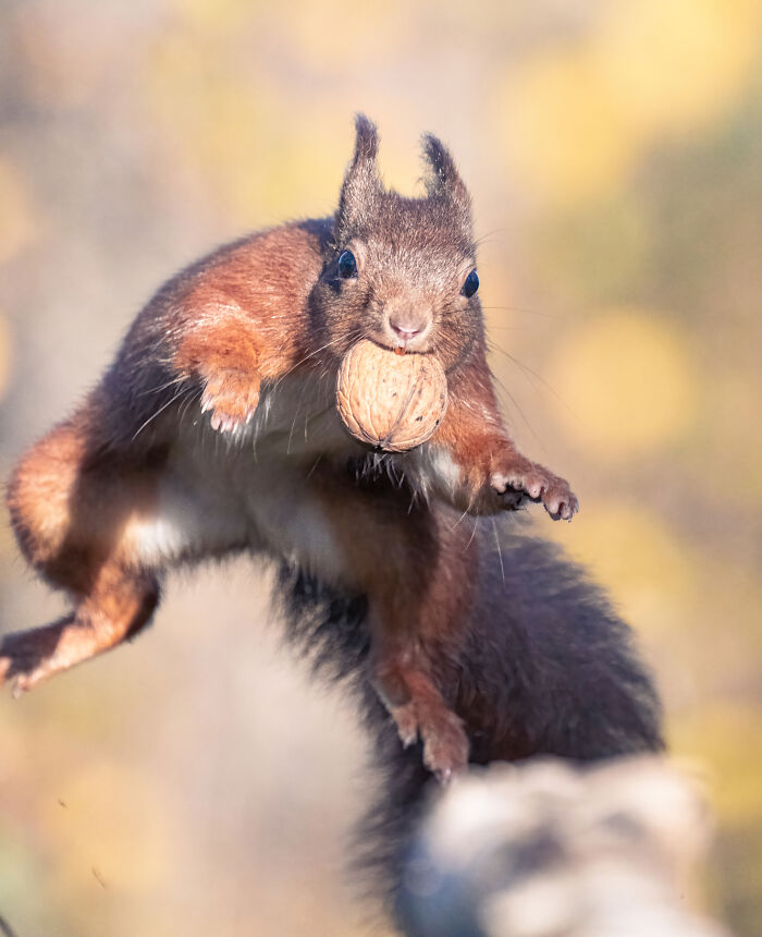 I Photograph Red Squirrels With Special Gymnastic Abilities And These Are My Best Shots
