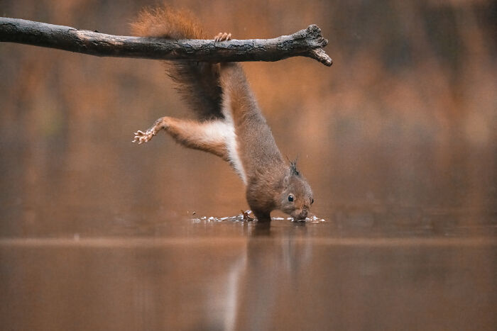 I Photograph Red Squirrels With Special Gymnastic Abilities And These Are My Best Shots