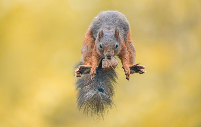 I Photograph Red Squirrels With Special Gymnastic Abilities And These Are My Best Shots
