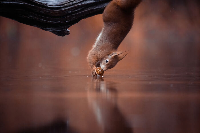 I Photograph Red Squirrels With Special Gymnastic Abilities And These Are My Best Shots