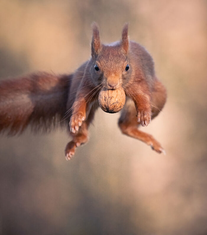 I Photograph Red Squirrels With Special Gymnastic Abilities And These Are My Best Shots