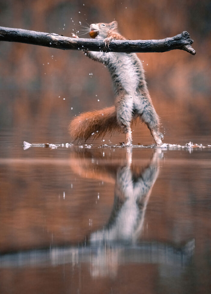 I Photograph Red Squirrels With Special Gymnastic Abilities And These Are My Best Shots
