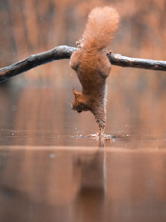I Photograph Red Squirrels With Special Gymnastic Abilities And These Are My Best Shots