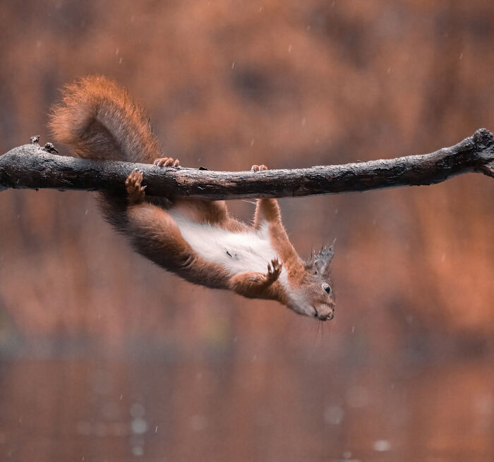 I Photograph Red Squirrels With Special Gymnastic Abilities And These Are My Best Shots