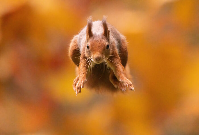 I Photograph Red Squirrels With Special Gymnastic Abilities And These Are My Best Shots