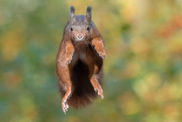 I Photograph Red Squirrels With Special Gymnastic Abilities And These Are My Best Shots