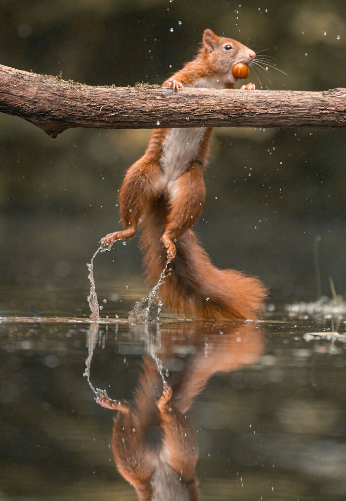 I Photograph Red Squirrels With Special Gymnastic Abilities And These Are My Best Shots