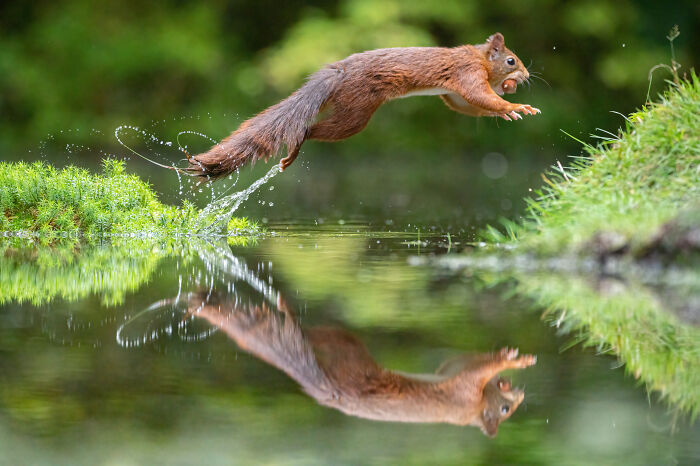 I Photograph Red Squirrels With Special Gymnastic Abilities And These Are My Best Shots