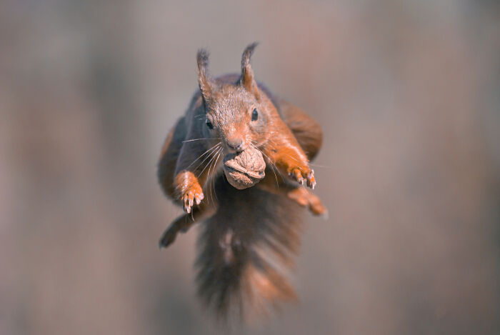I Photograph Red Squirrels With Special Gymnastic Abilities And These Are My Best Shots