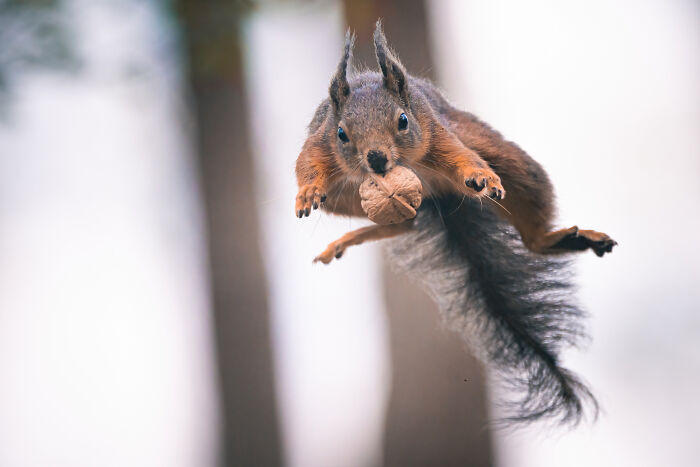 I Photograph Red Squirrels With Special Gymnastic Abilities And These Are My Best Shots