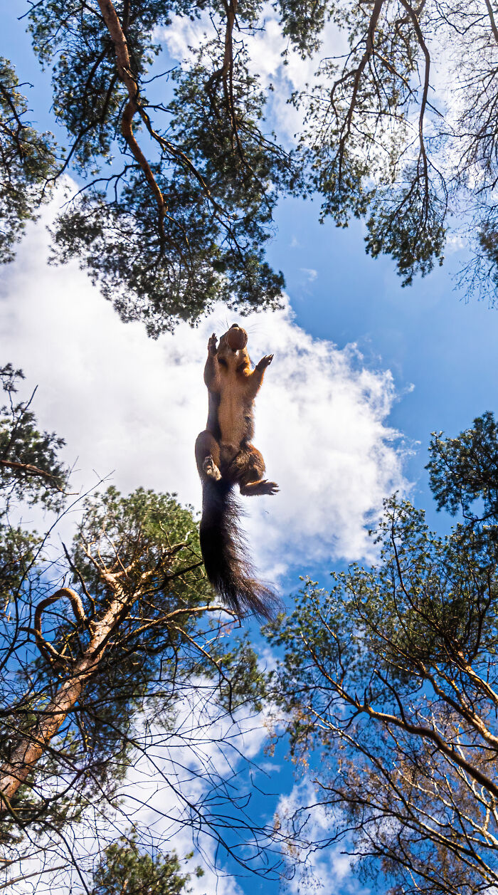 I Photograph Red Squirrels With Special Gymnastic Abilities And These Are My Best Shots