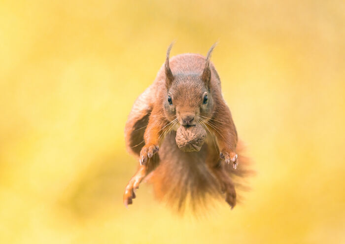 I Photograph Red Squirrels With Special Gymnastic Abilities And These Are My Best Shots