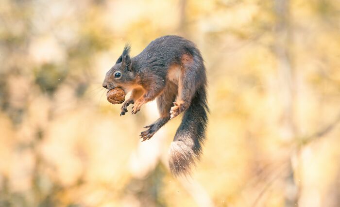 I Photograph Red Squirrels With Special Gymnastic Abilities And These Are My Best Shots