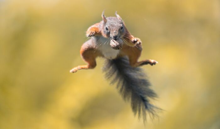 I Photograph Red Squirrels With Special Gymnastic Abilities And These Are My Best Shots