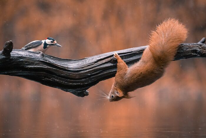 I Photograph Red Squirrels With Special Gymnastic Abilities And These Are My Best Shots