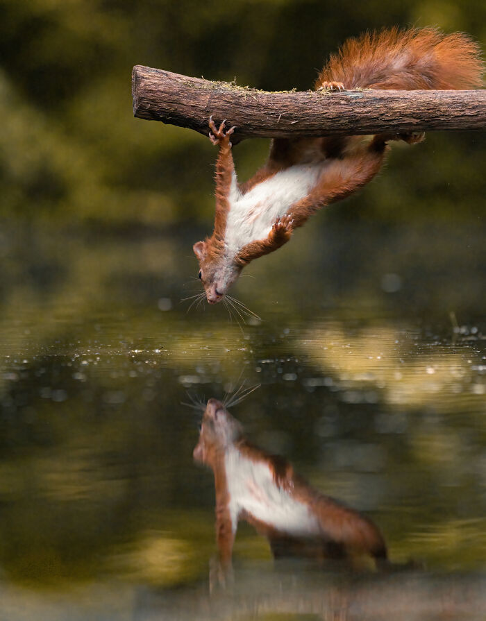 I Photograph Red Squirrels With Special Gymnastic Abilities And These Are My Best Shots