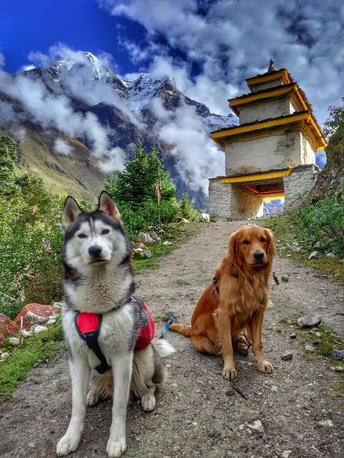 See How I Spent 18 Days Hiking Through Manaslu Circuit Together With My Dogs