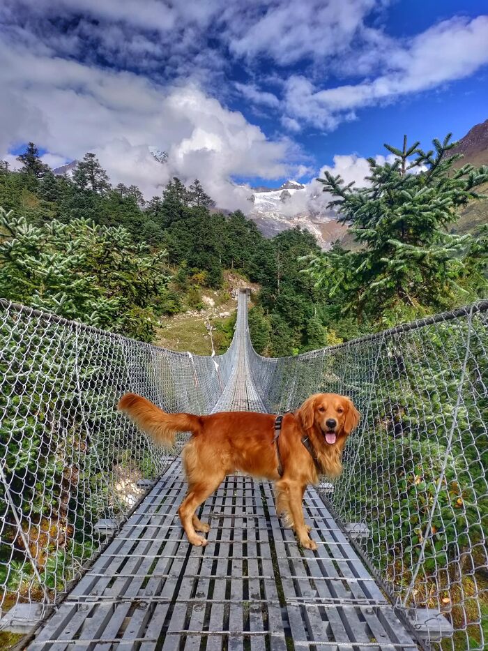 See How I Spent 18 Days Hiking Through Manaslu Circuit Together With My Dogs