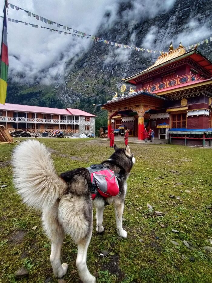 See How I Spent 18 Days Hiking Through Manaslu Circuit Together With My Dogs