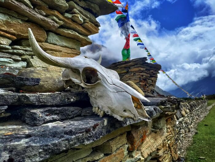 See How I Spent 18 Days Hiking Through Manaslu Circuit Together With My Dogs