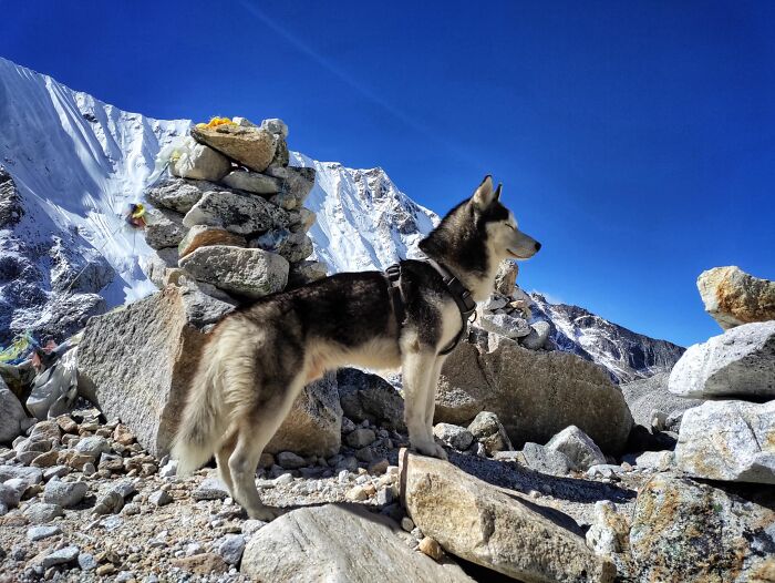 See How I Spent 18 Days Hiking Through Manaslu Circuit Together With My Dogs