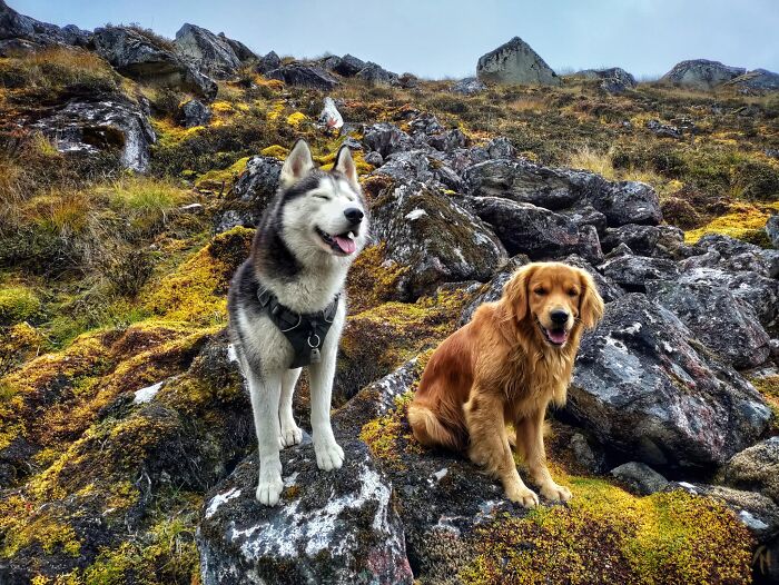 See How I Spent 18 Days Hiking Through Manaslu Circuit Together With My Dogs