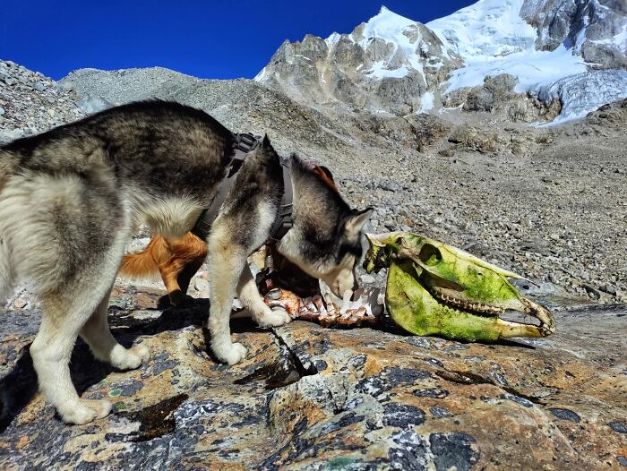 See How I Spent 18 Days Hiking Through Manaslu Circuit Together With My Dogs
