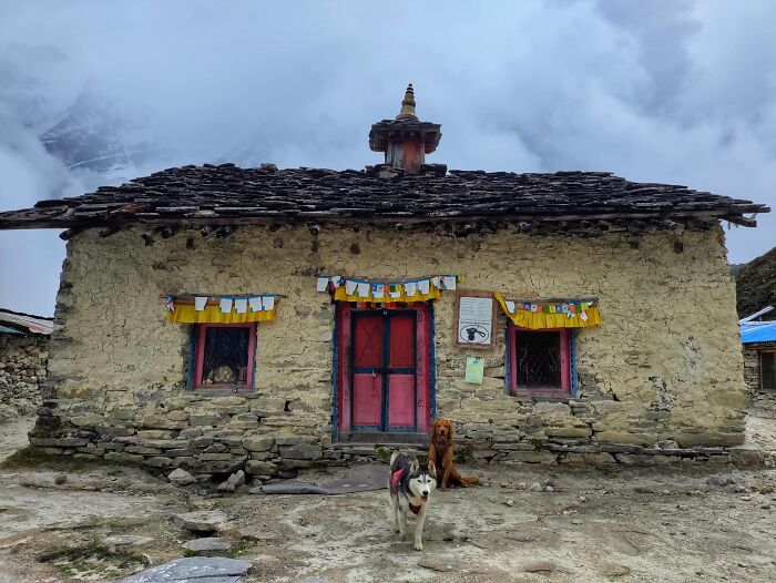 See How I Spent 18 Days Hiking Through Manaslu Circuit Together With My Dogs